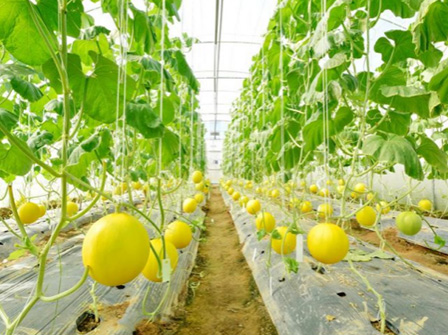 Greenhouse Agriculture: Practical Breakthroughs in Precise Environmental Control and High-Value Crop Cultivation