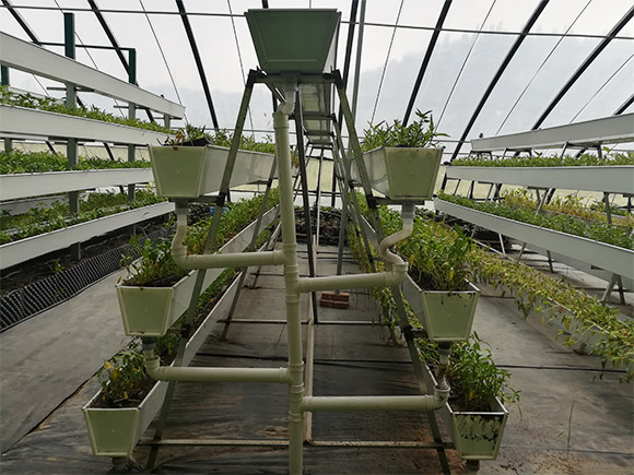 A-frame Vertical Cultivation Rack