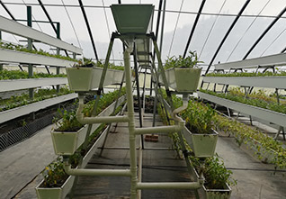 A-frame-Vertical-Cultivation-Rack-11