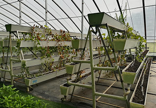 A-frame-Vertical-Cultivation-Rack-12