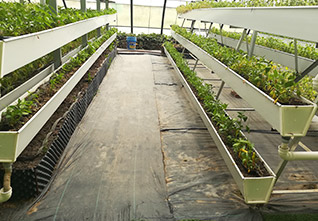 A-frame-Vertical-Cultivation-Rack-13