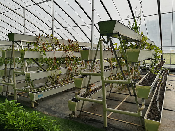A-frame Vertical Cultivation Rack