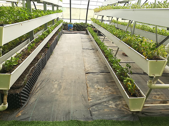A-frame Vertical Cultivation Rack