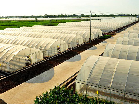Large-span Single-span Greenhouse