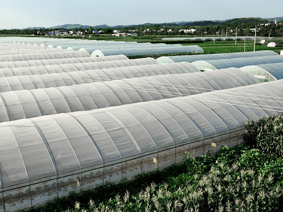 Large-span Single-span Greenhouse