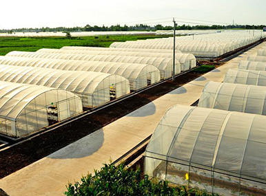 Large-span Single-span Greenhouse