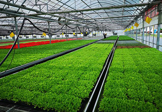 Multi-span-Plastic-Greenhouse-14