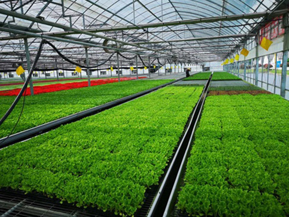 Multi-span Plastic Greenhouse