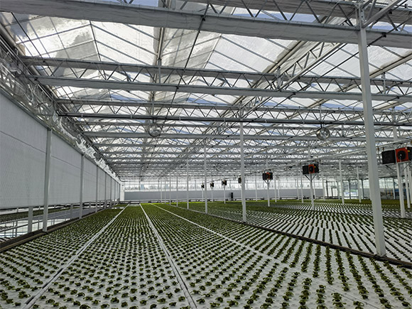 Seedbed Planting System