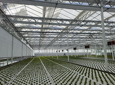 Seedbed Planting System