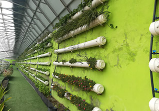 Sightseeing-Solar-Greenhouse-14