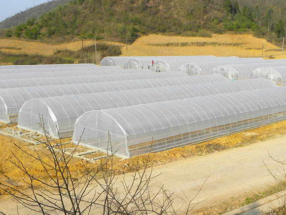 Standard Single-span Greenhouse