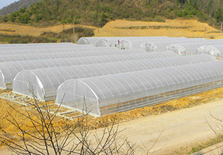 Standard-Single-span-Greenhouse-11