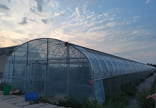 Standard-Single-span-Greenhouse-12