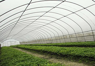 Standard-Single-span-Greenhouse-14