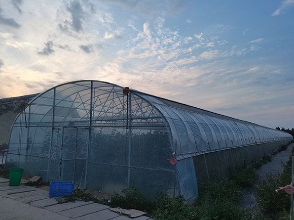 Standard Single-span Greenhouse