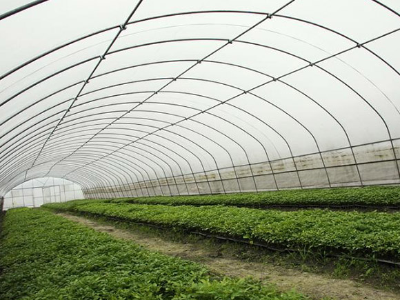 Standard Single-span Greenhouse