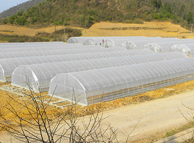 Standard Single-span Greenhouse