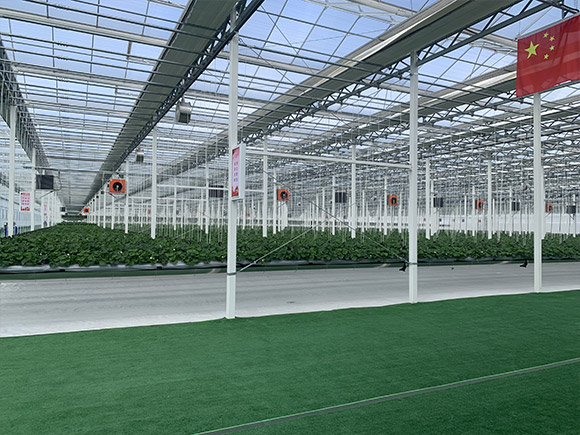Steel Gutter Glass Greenhouse