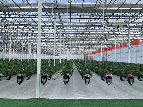 Steel Gutter Glass Greenhouse