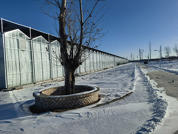 Various Planting Greenhouses