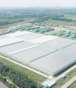 Shandong Vegetable Group Greenhouse Project