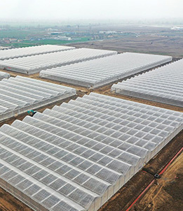 Overseas Multi-span Film Greenhouse Project