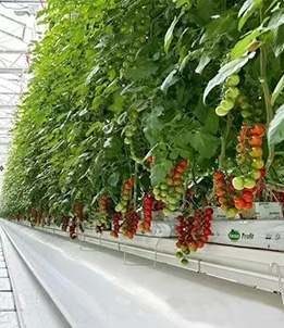 Yuzhuo Agricultural Science and Technology Modern Agricultural Science and Technology Park Project